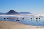 Enjoy walks on the beach and viewing the local wildlife.